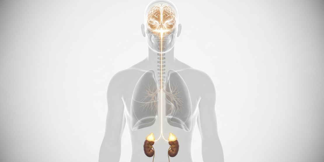 Medicinska ilustracija HPA ose koja prikazuje kako adaptogeni regulišu nivo kortizola modulacijom hipotalamusa, hipofize i nadbubrežne žlezde.