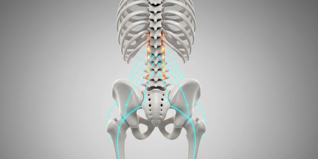 Biomehanički prikaz ljudskog skeleta koji ilustruje kinetički lanac i prenos sila kroz lumbalni deo kičme.