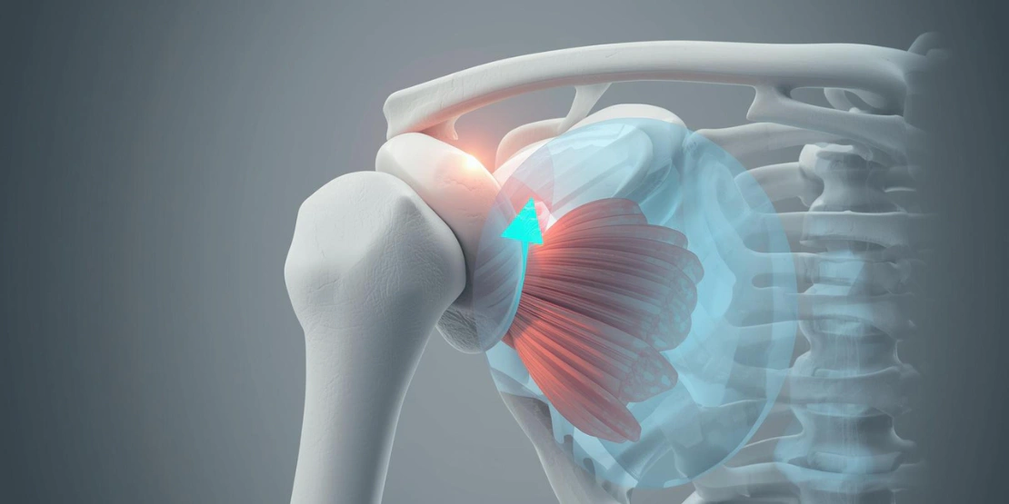 3D anatomski prikaz ramenog zgloba sa mišićima rotatorne manžetne i subakromijalnim prostorom.