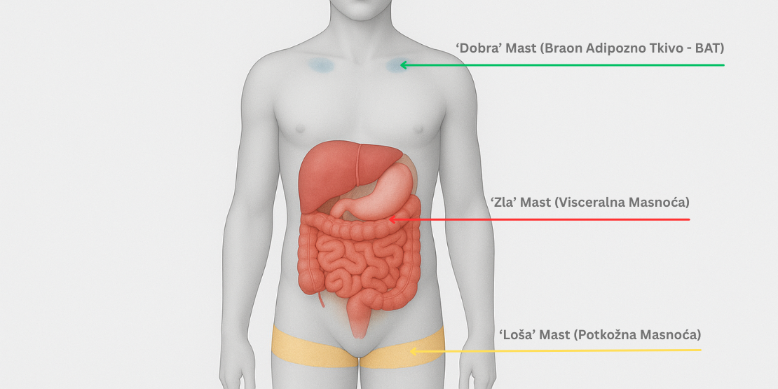 Razumevanje gde se koji tip masti nalazi je prvi korak ka razumevanju njihovog uticaja na vaše zdravlje. Centralna “mapa tela” koja na ljudskoj silueti jasno označava lokacije tri glavna tipa masnog tkiva.